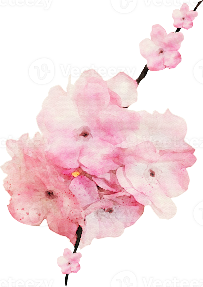 Watercolor Flower Illustration png