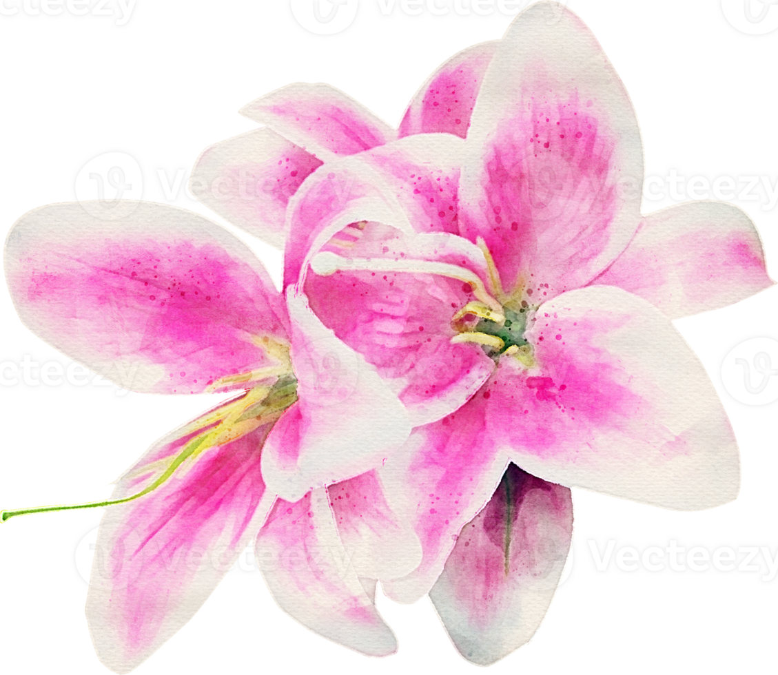 Watercolor Flower Illustration png