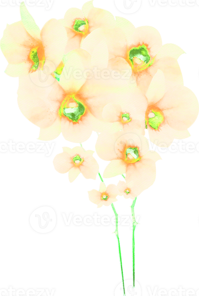 Watercolor Flower Illustration png