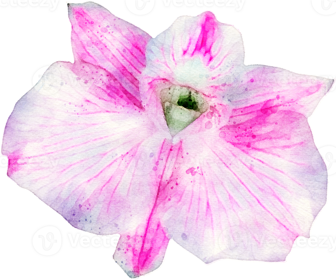 Watercolor Flower Illustration png