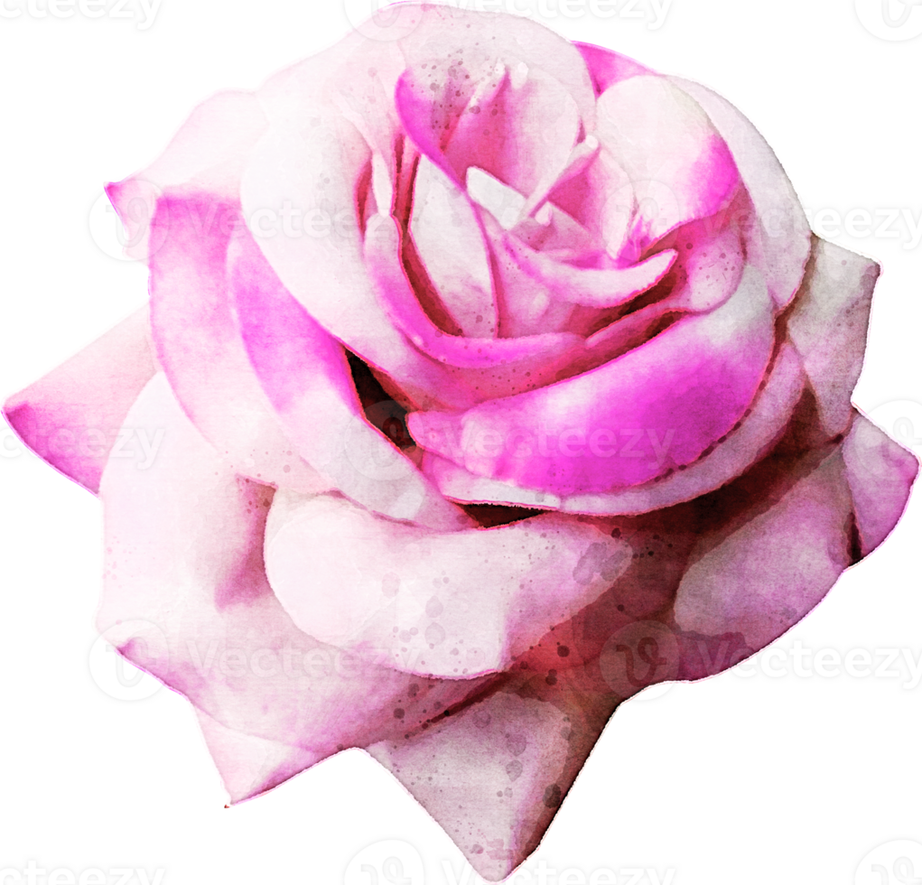 Watercolor Rose Illustration png
