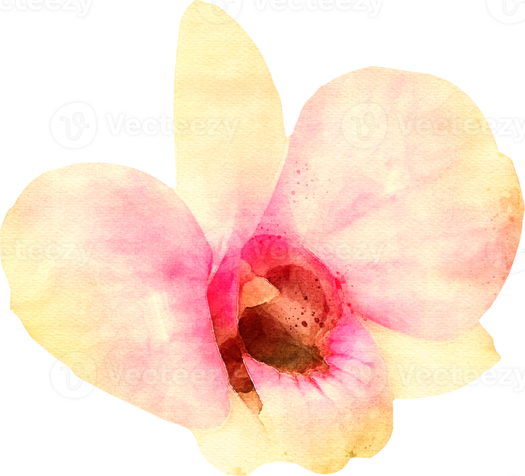 Watercolor Flower Illustration png