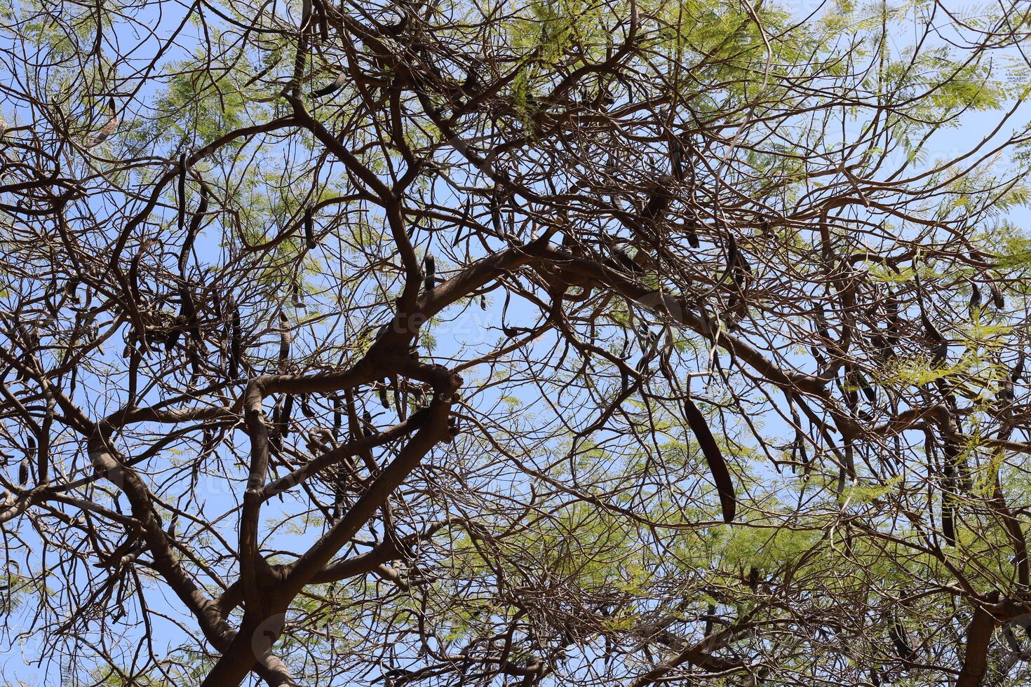 Natural green abstract background.Tree branches and leaves close up. photo