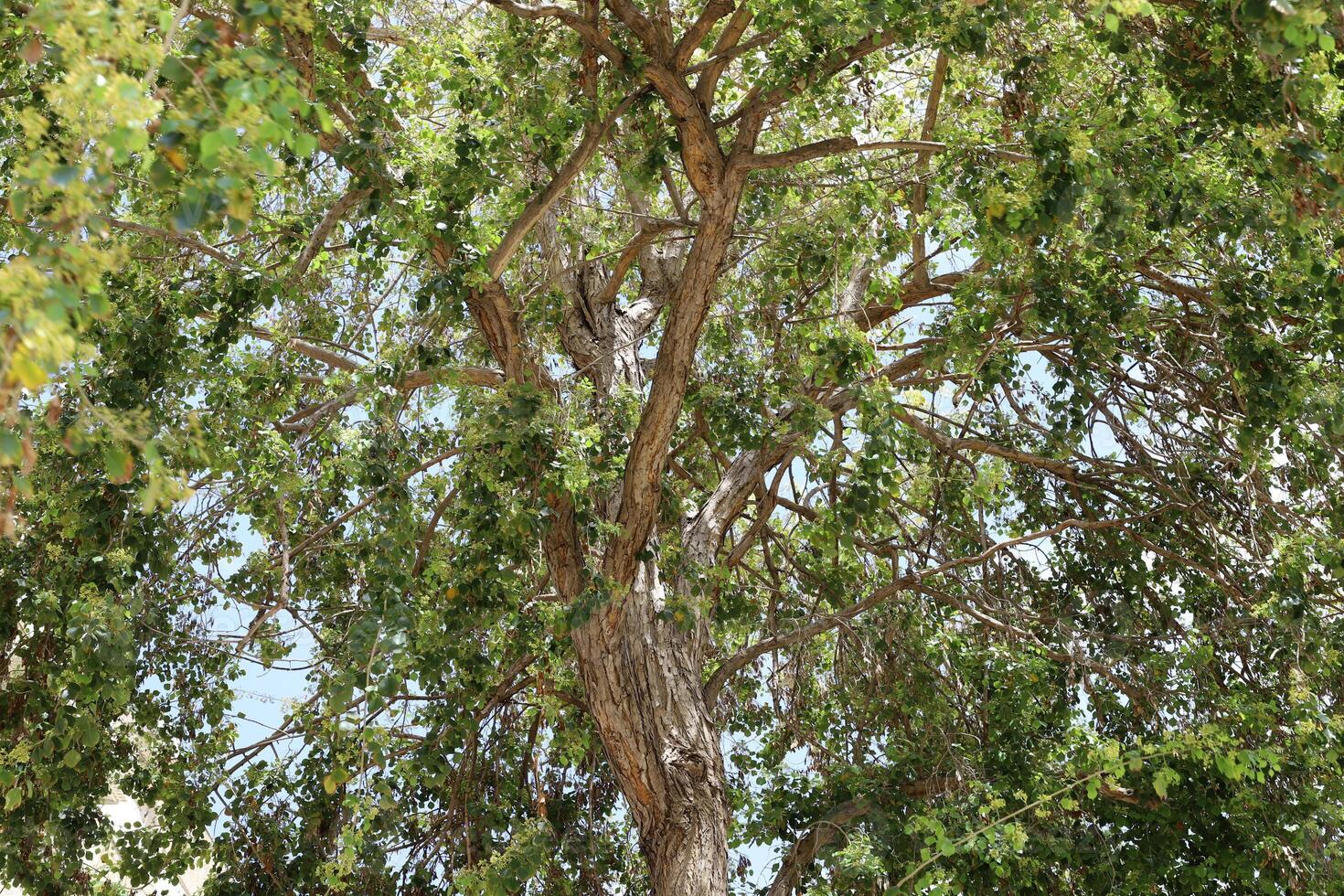 Natural green abstract background.Tree branches and leaves close up. photo