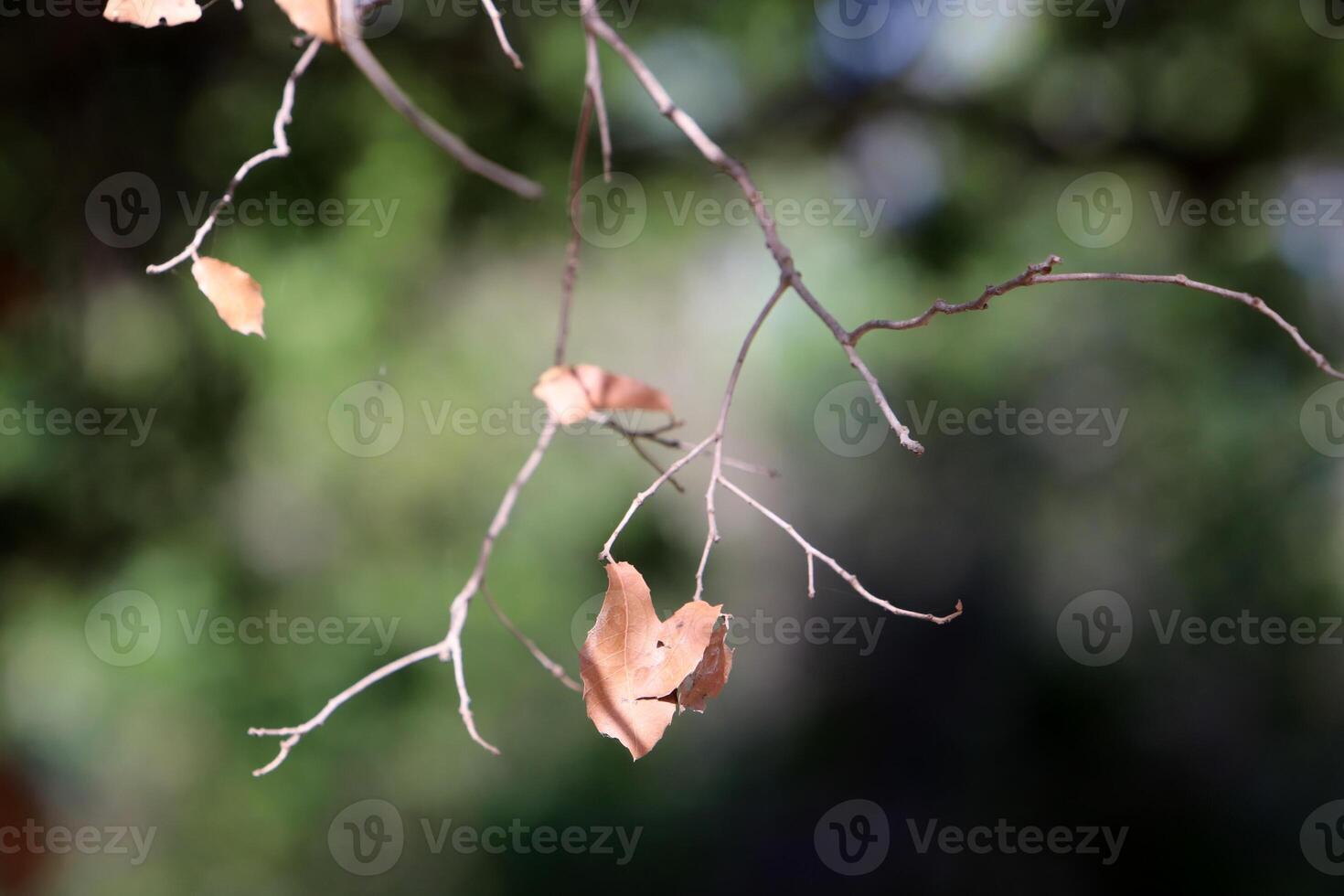 Natural green abstract background.Tree branches and leaves close up. photo