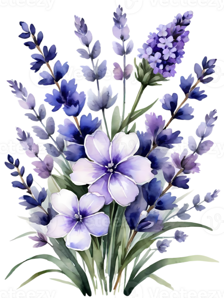 Natural beauty of lavender flowers on transparent background png