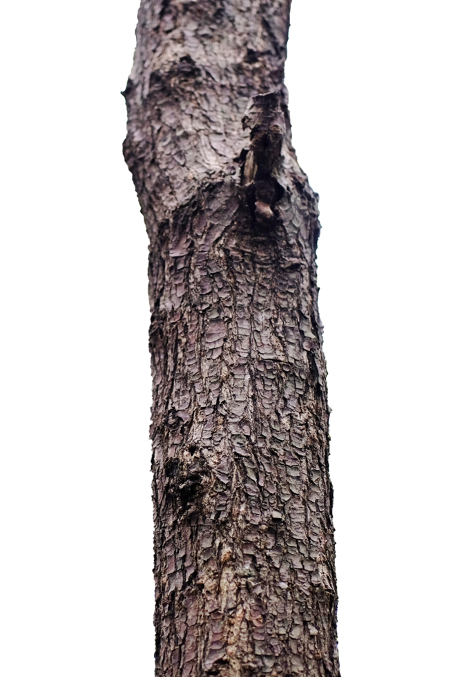 Closed up tree has dry bark covering the trunk png