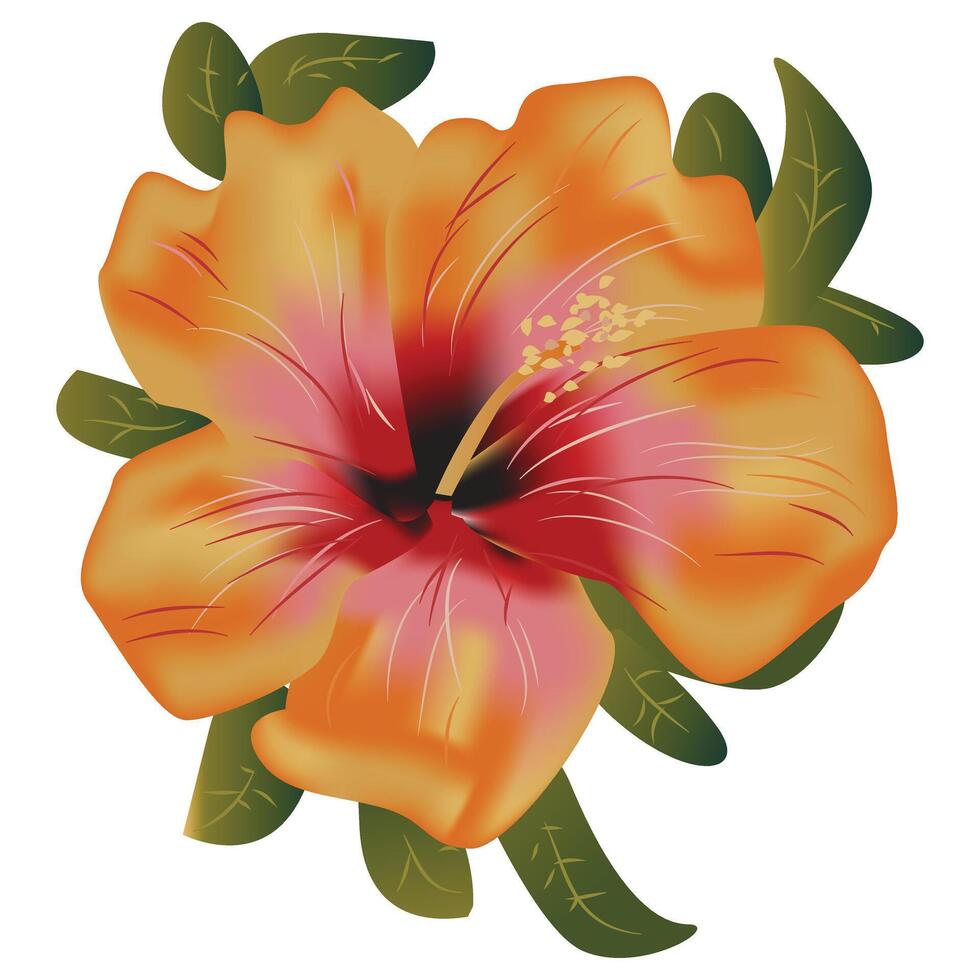 Hibiscus Flower Illustration vector