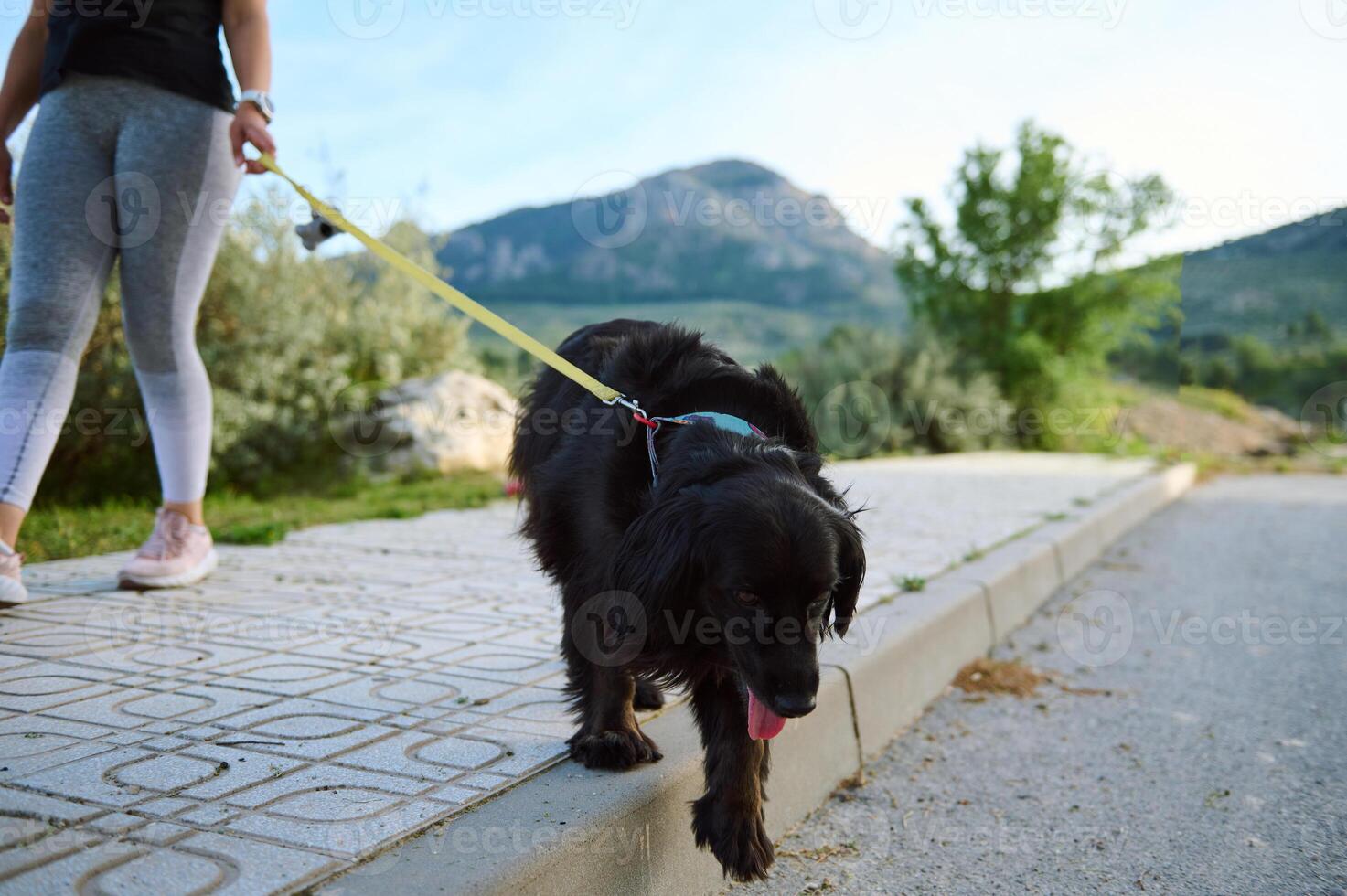 Focus on a purebred pedigree black cocker spaniel dog pet being walked on leash outdoors, against mountains nature background photo