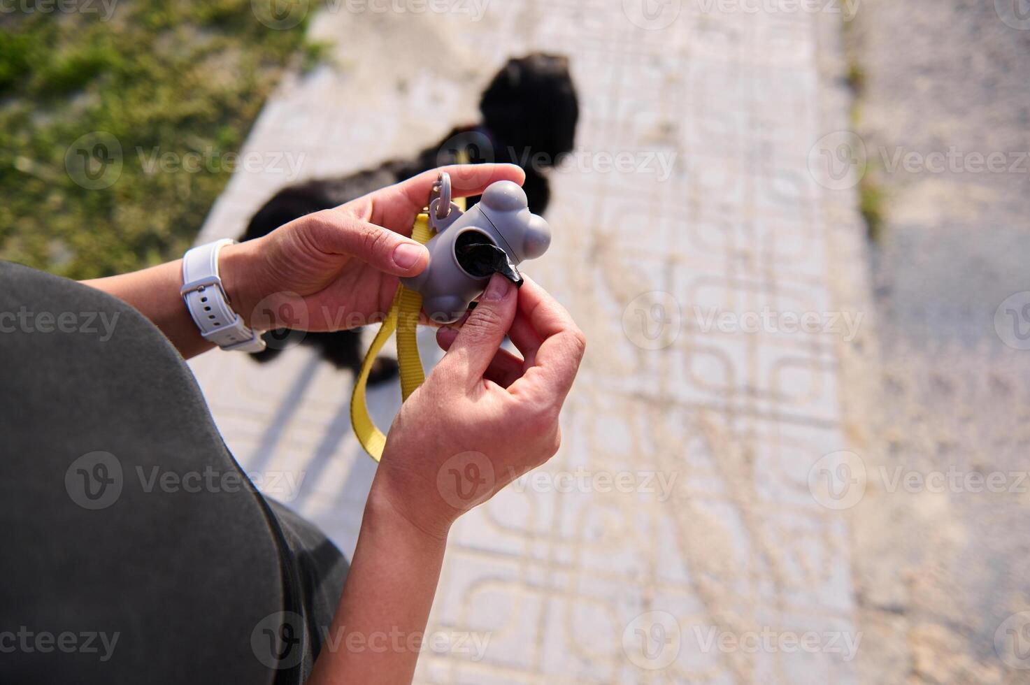 Close-up hands hold gray plastic holder for packet for cleaning pets feces, waste while walking the dog. Unrecognizable woman removing a bag from a plastic holder to pick up pets poops outdoors. photo