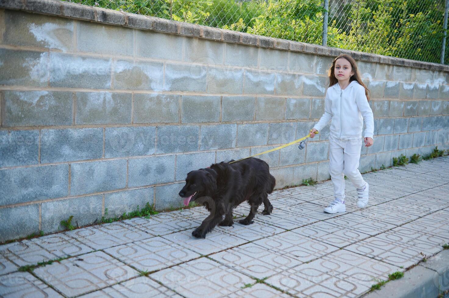 Front shot. Full length portrait of a little child girl taking her cocker spaniel dog for a walk on leash ., against white stone fence background photo