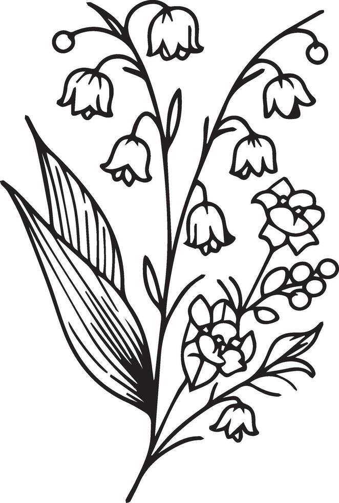 Sketch of Floral Botany Collection, Lily of the Valley flower drawings. Black and white with line art on white backgrounds. Hand Drawn Botanical lily of the valley Illustrations vector