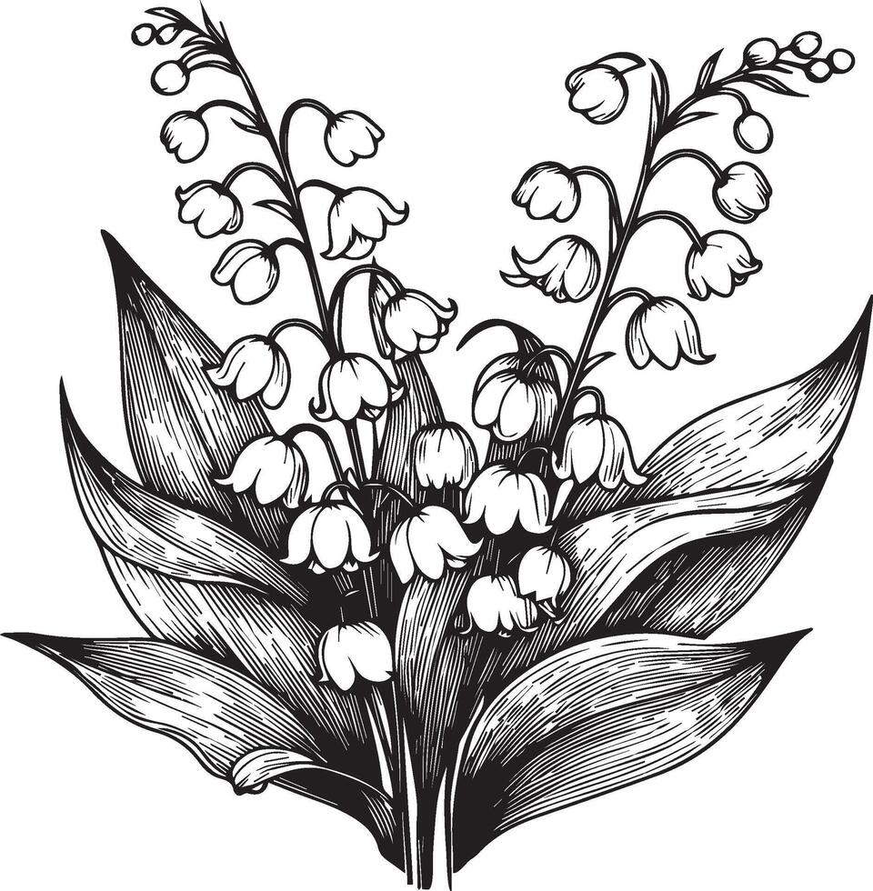 Lily of the Valley line drawing. illustration, isolated floral elements for design. Contour monochrome illustration isolated on a white background vector