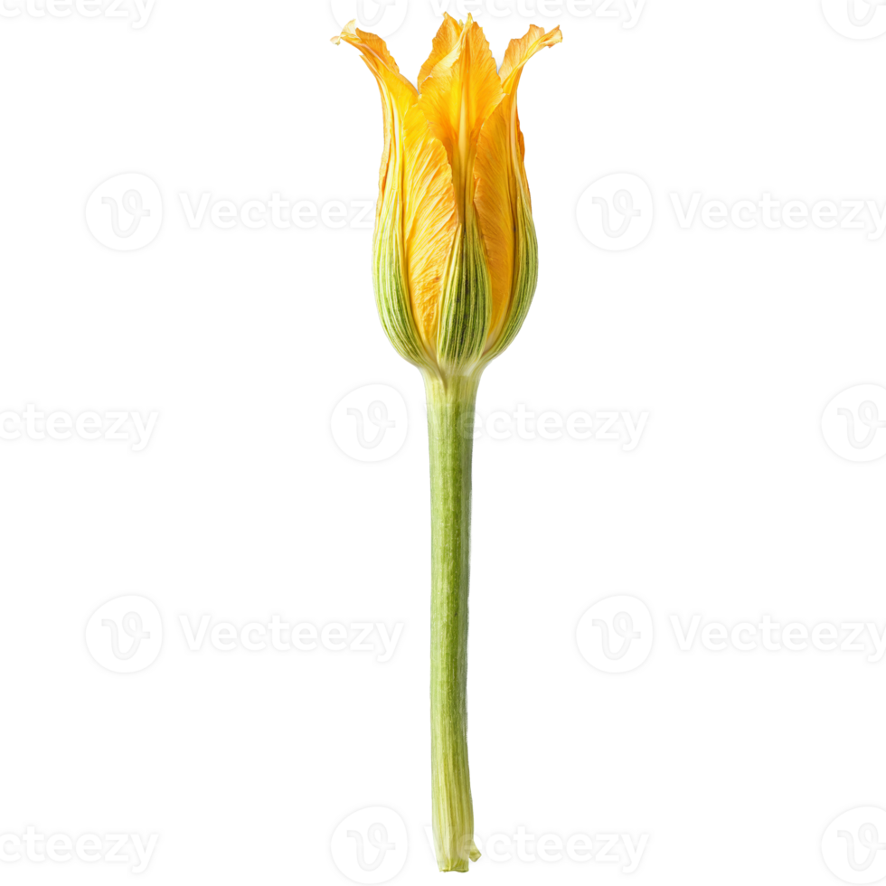 Zucchini blossoms with delicate petals and stems in scattered pattern Food and culinary concept png