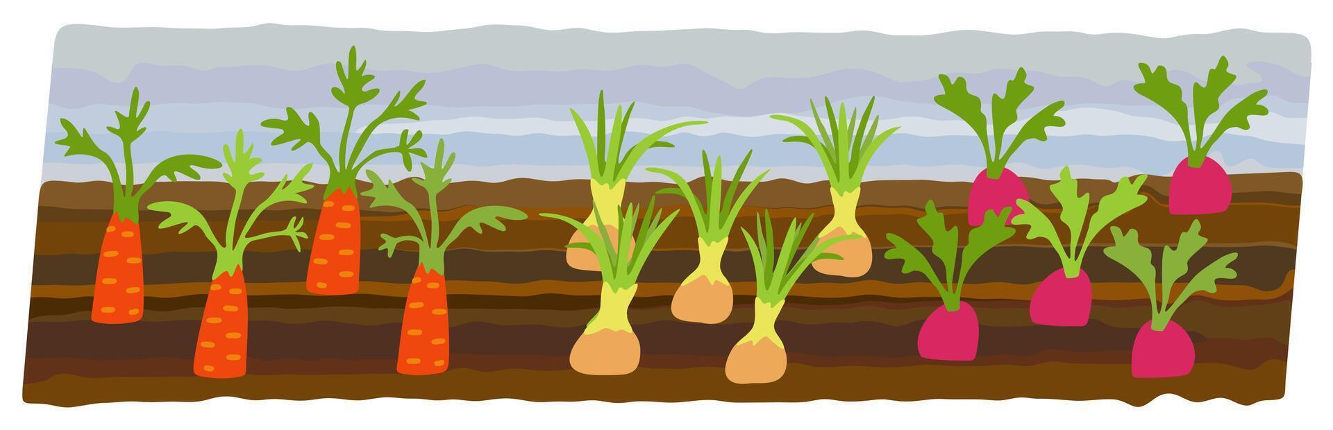 vegetal camas verano jardín. zanahoria, rábano, cebolla. jardín brotado plantas. aislado ilustración vector