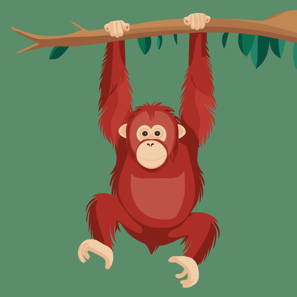 Orangutan illustration on White Background vector