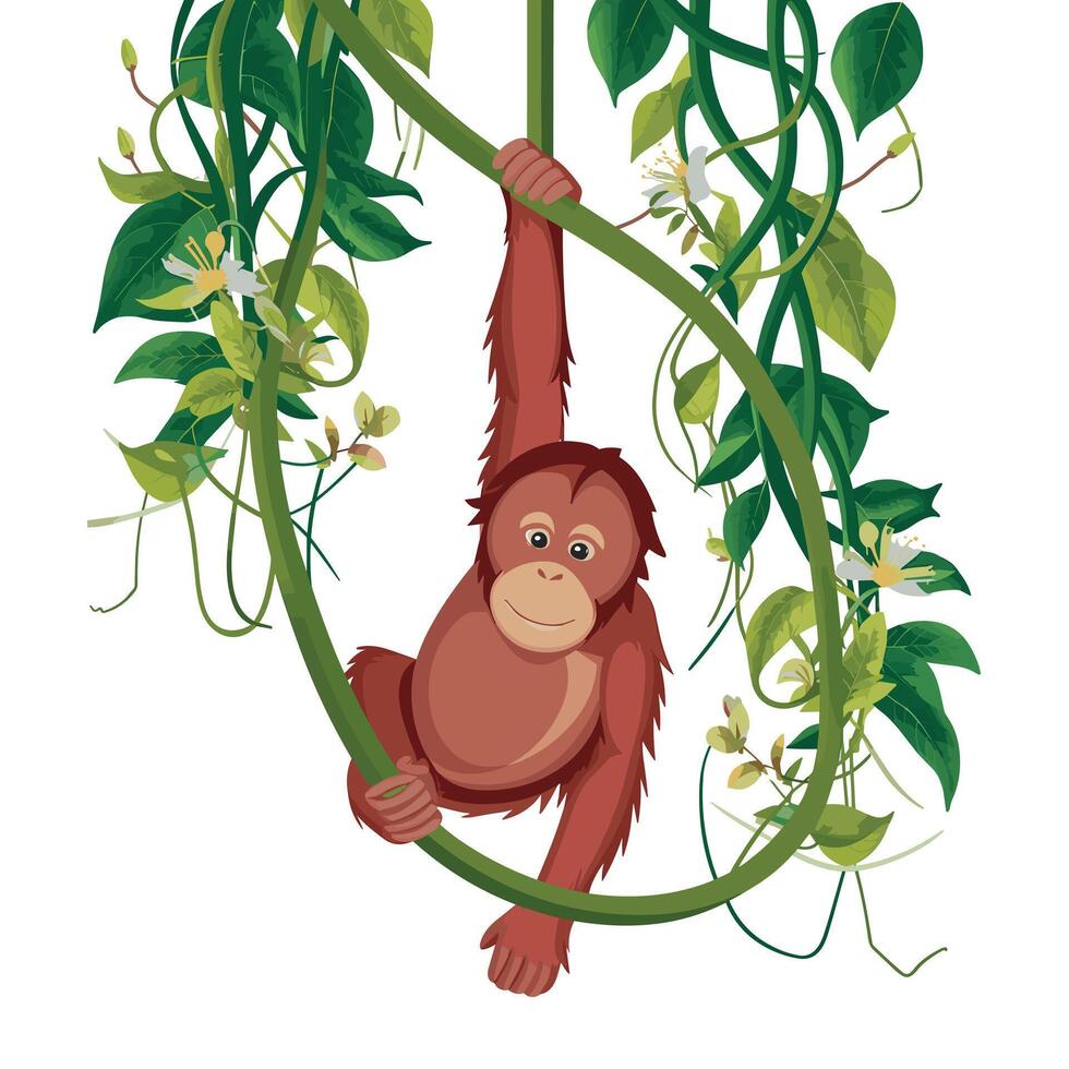 Orangutan illustration on White Background vector