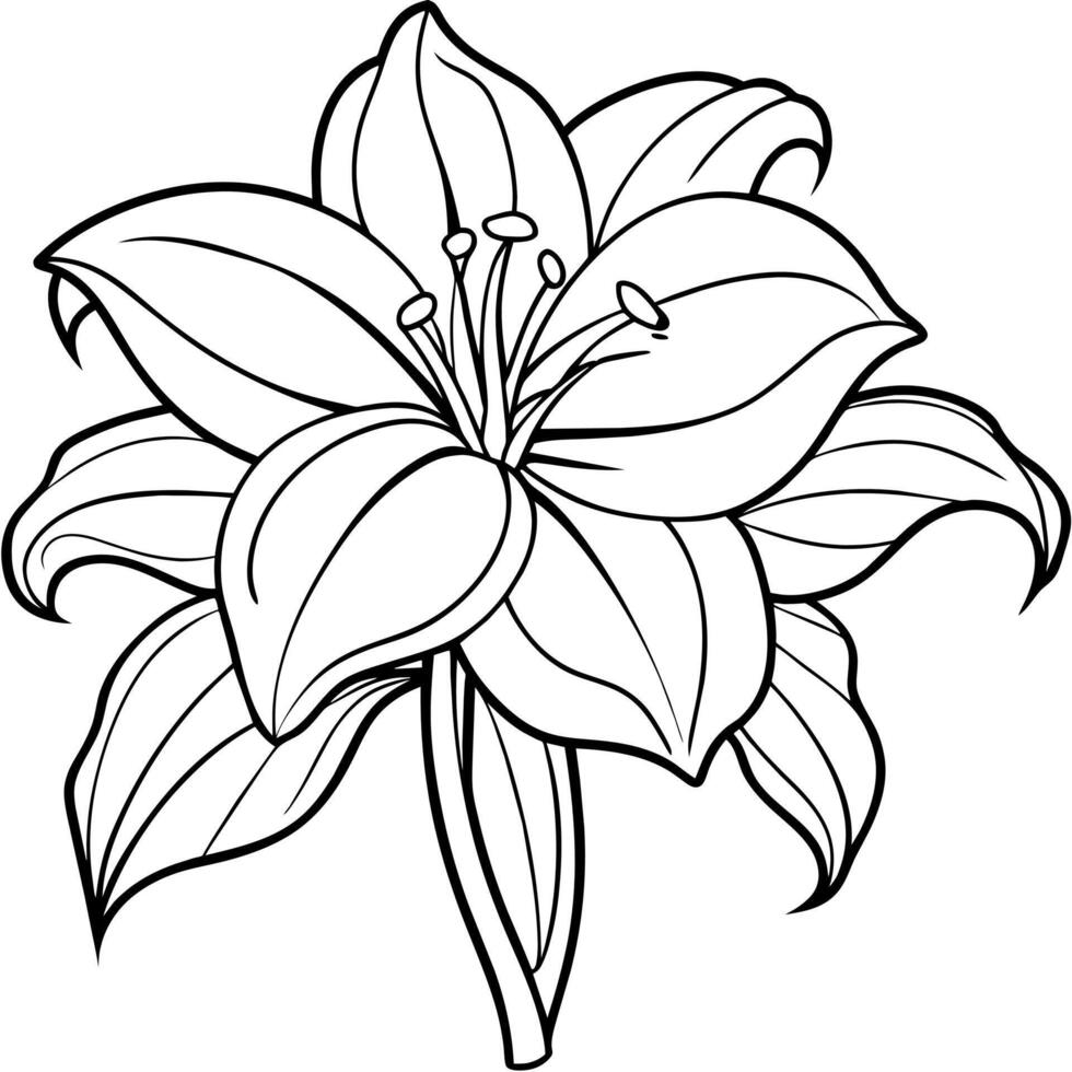 Amaryllis Flower outline illustration coloring book page design, Amaryllis Flower black and white line art drawing coloring book pages for children and adults vector