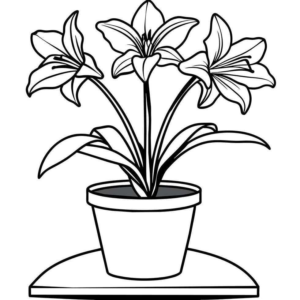 Amaryllis Flower outline illustration coloring book page design, Amaryllis Flower black and white line art drawing coloring book pages for children and adults vector