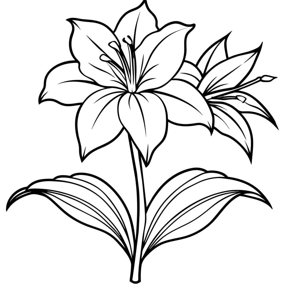 Amaryllis Flower outline illustration coloring book page design, Amaryllis Flower black and white line art drawing coloring book pages for children and adults vector