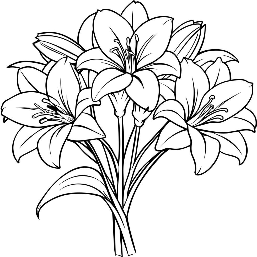 Amaryllis Flower outline illustration coloring book page design, Amaryllis Flower black and white line art drawing coloring book pages for children and adults vector