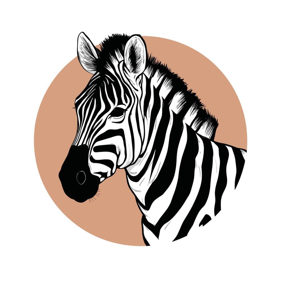 zebra black and white illustration vector