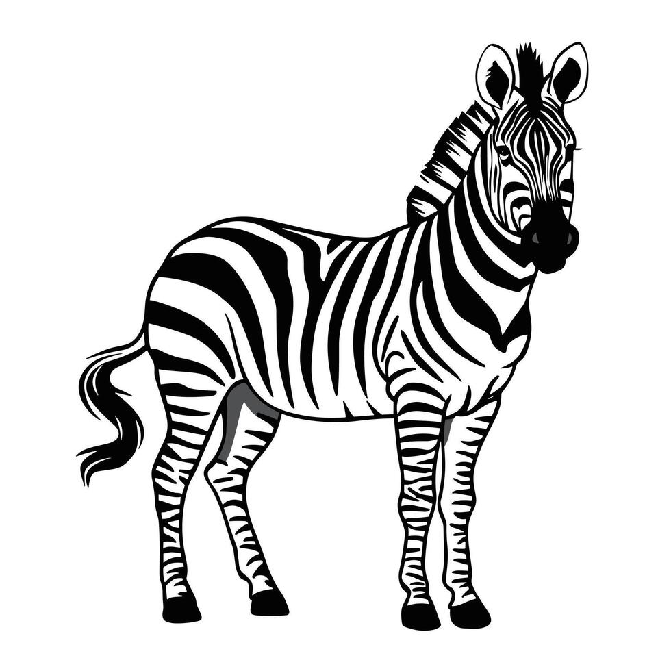 zebra black and white illustration vector