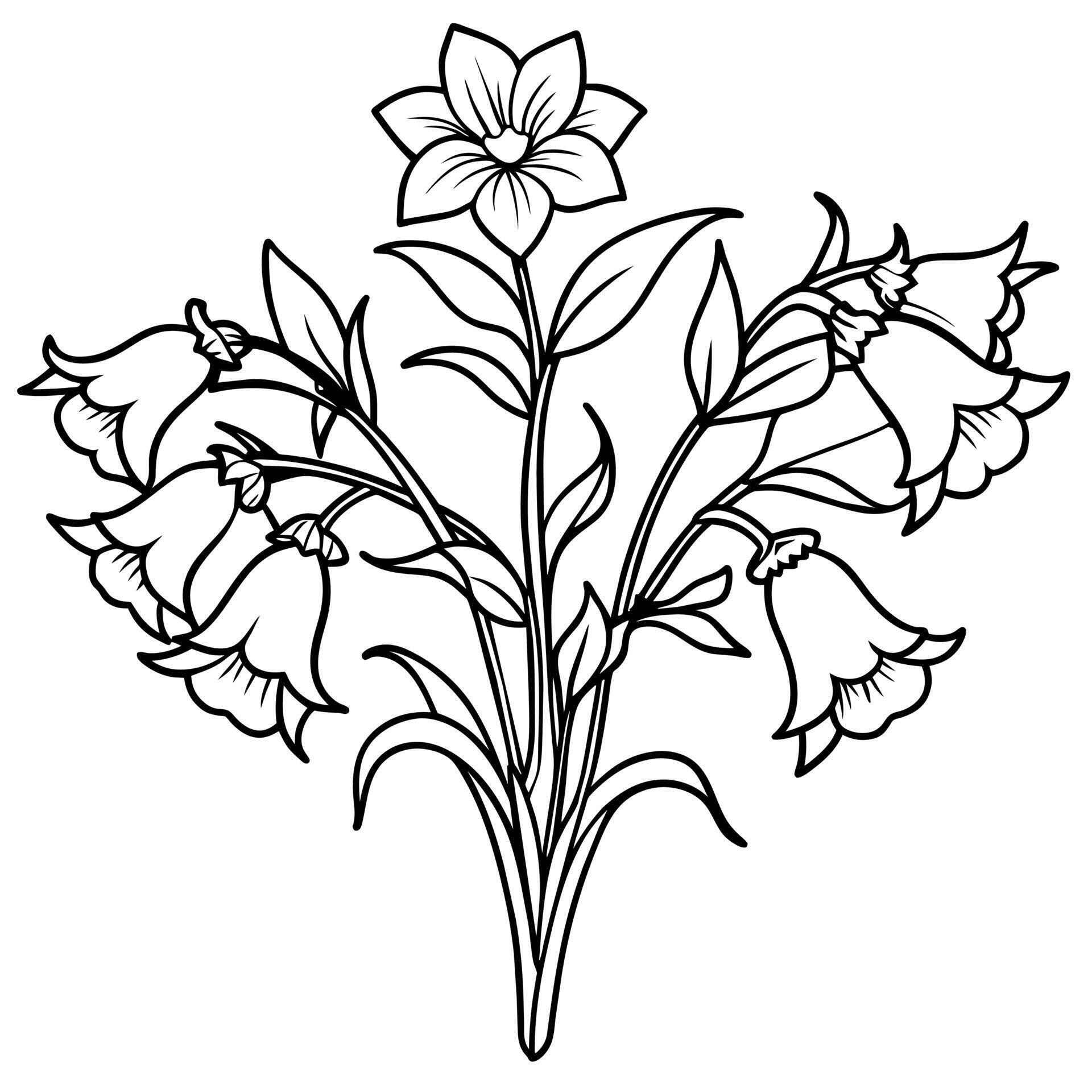 Canterbury Bells flower outline illustration coloring book page design