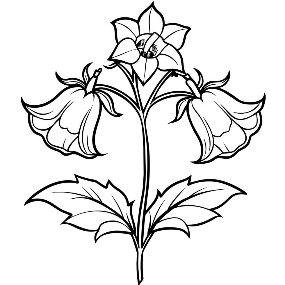 Canterbury Bells flower outline illustration coloring book page design, Canterbury Bells flower black and white line art drawing coloring book pages for children and adults vector