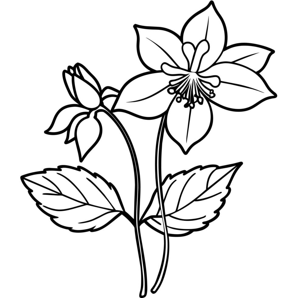 Columbine flower outline illustration coloring book page design, Columbine flower black and white line art drawing coloring book pages for children and adults vector