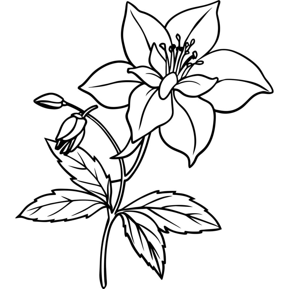 Columbine flower outline illustration coloring book page design, Columbine flower black and white line art drawing coloring book pages for children and adults vector
