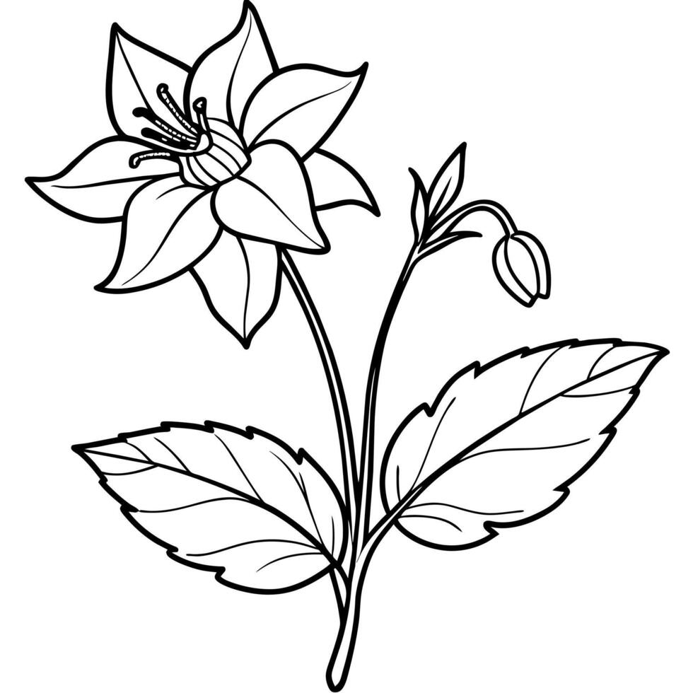 Columbine flower outline illustration coloring book page design, Columbine flower black and white line art drawing coloring book pages for children and adults vector