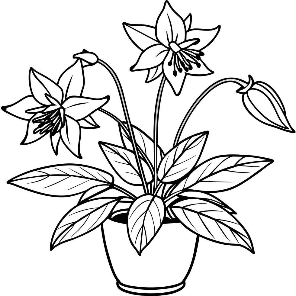 Columbine flower outline illustration coloring book page design, Columbine flower black and white line art drawing coloring book pages for children and adults vector