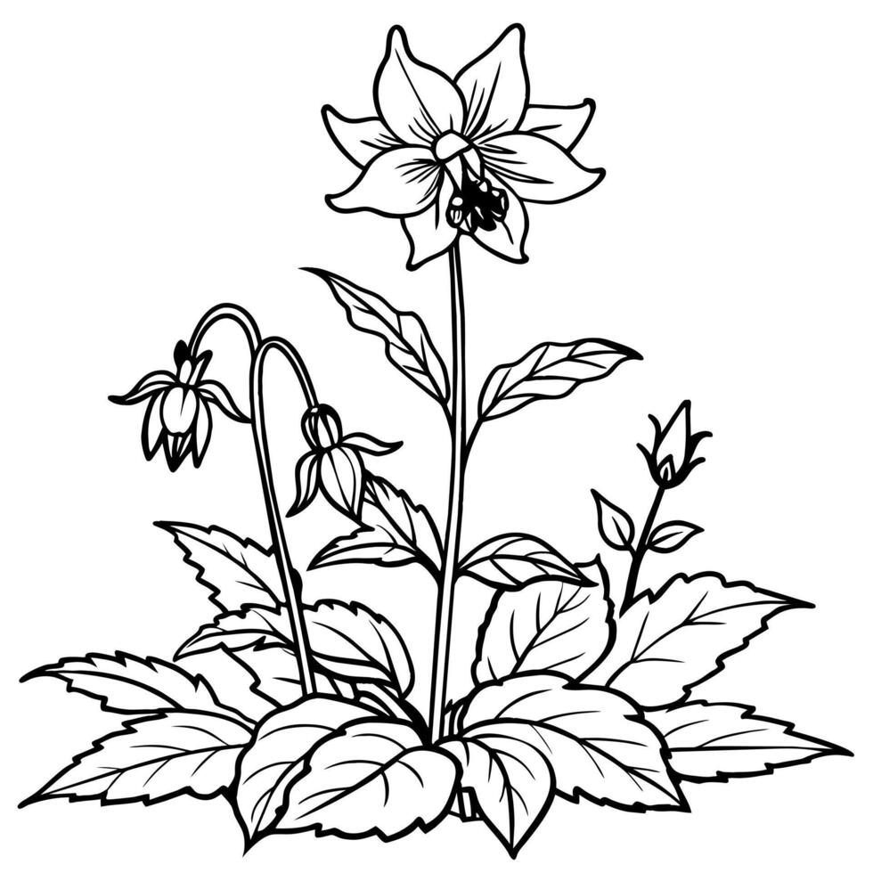 Columbine flower outline illustration coloring book page design, Columbine flower black and white line art drawing coloring book pages for children and adults vector