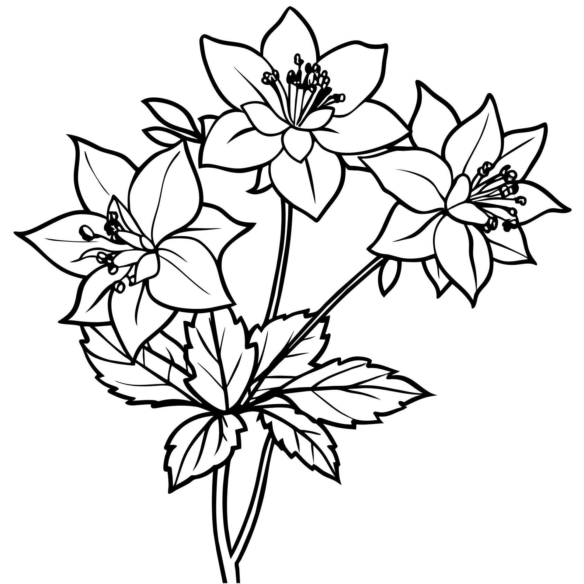 Columbine flower outline illustration coloring book page design