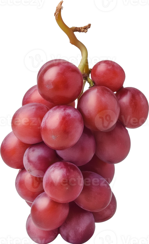 Obst - - rot Trauben isoliert Illustration png