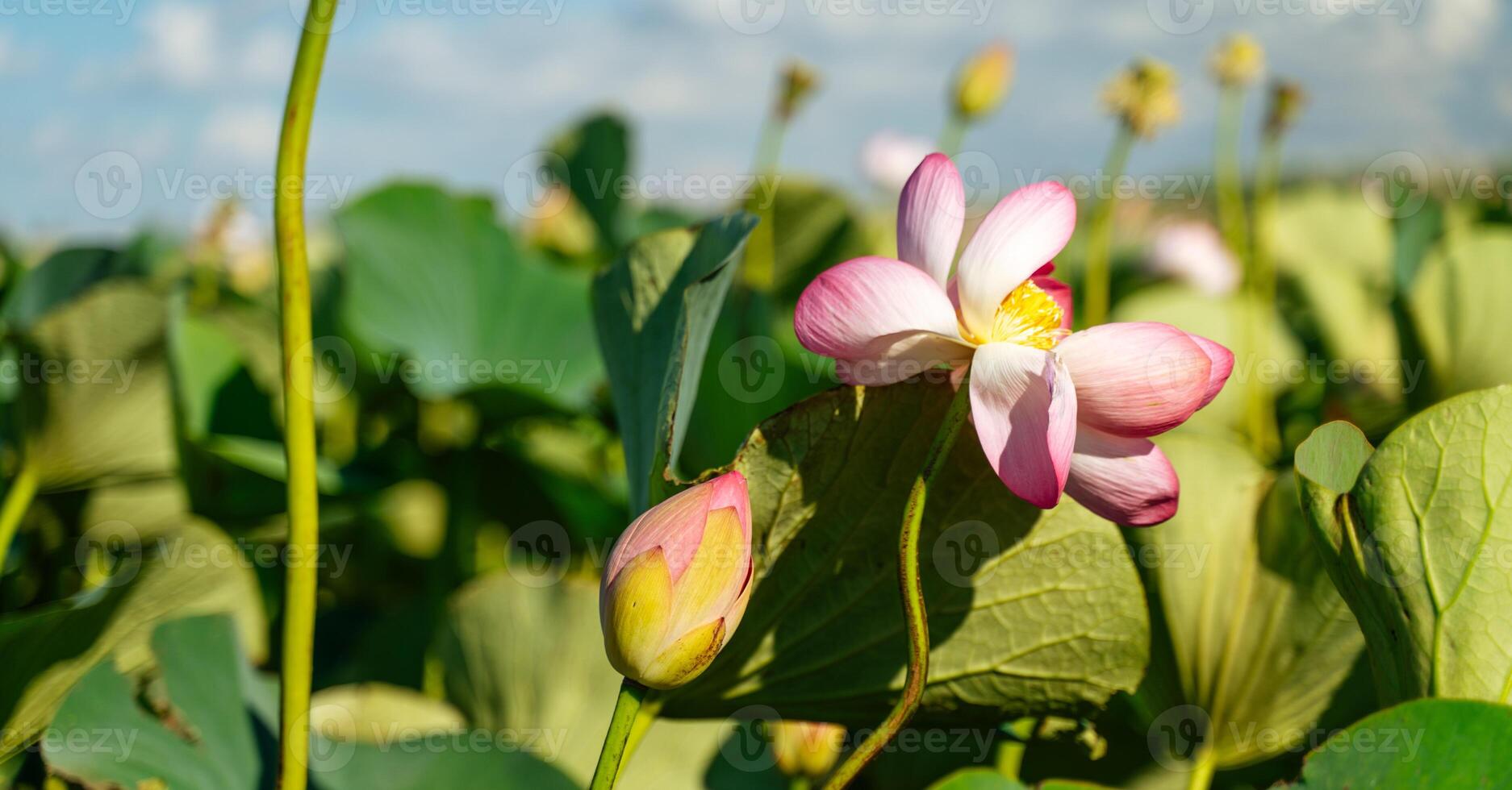 A pink lotus flower sways in the wind. Against the background of their green leaves. Lotus field on the lake in natural environment. photo