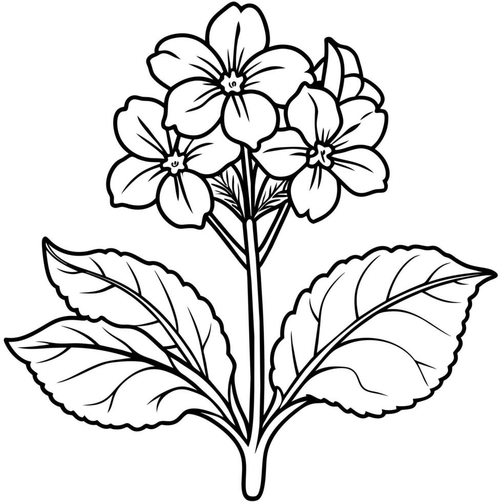 Primrose flower outline illustration coloring book page design vector