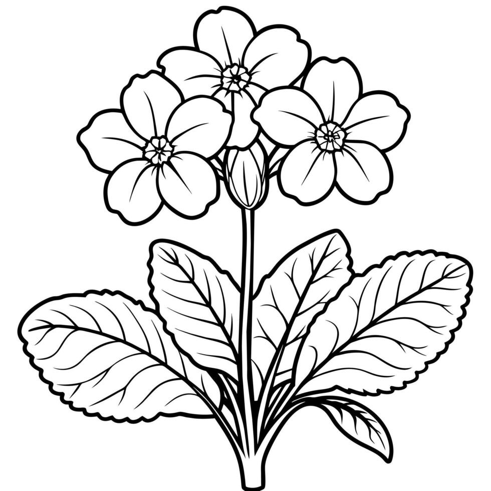 Primrose flower outline illustration coloring book page design vector