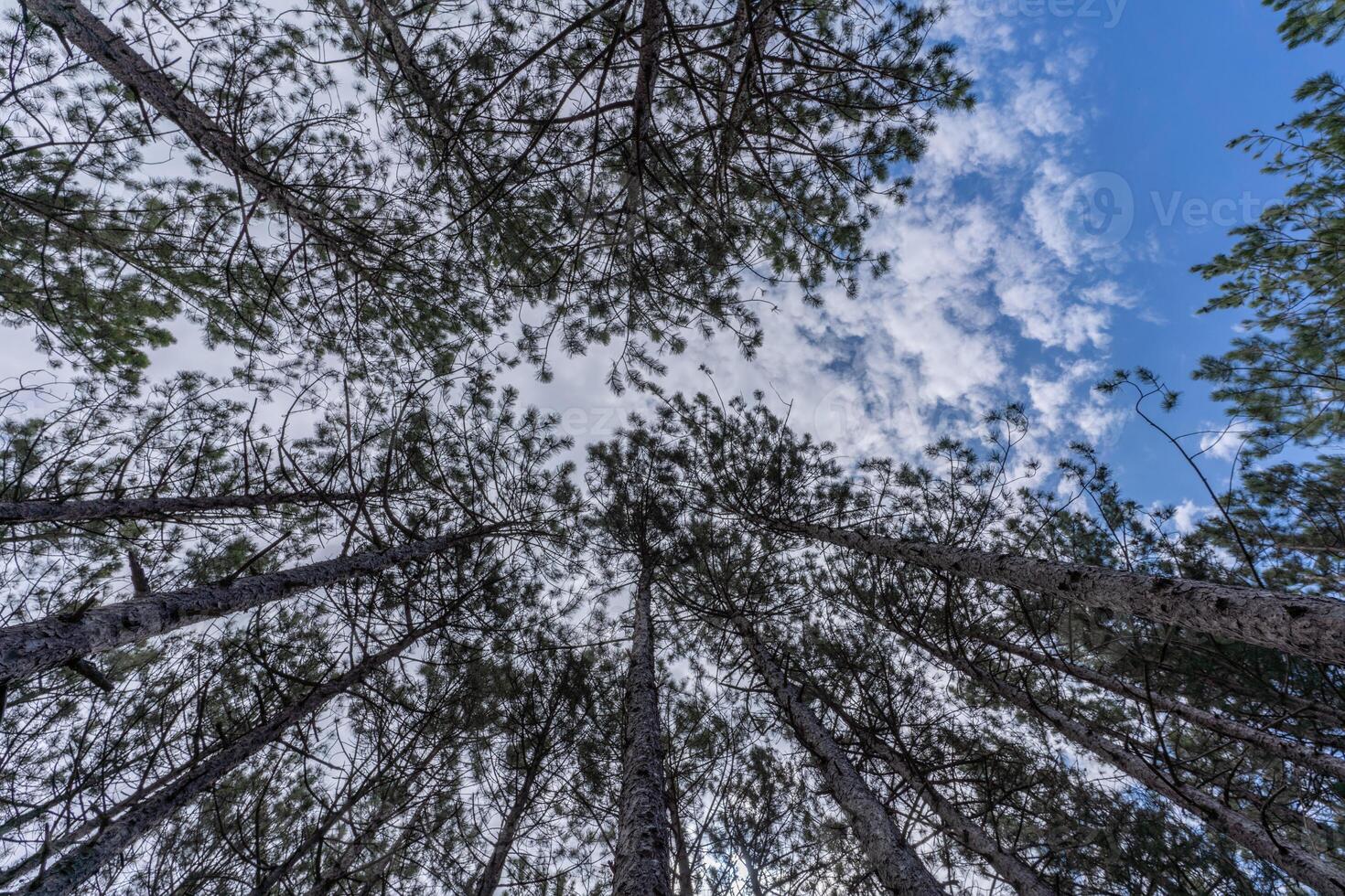 forest with a view from the bottom of the tree canopy, a photograph showcases the peaceful and calming atmosphere of a forest, inviting viewers to immerse themselves in nature. photo