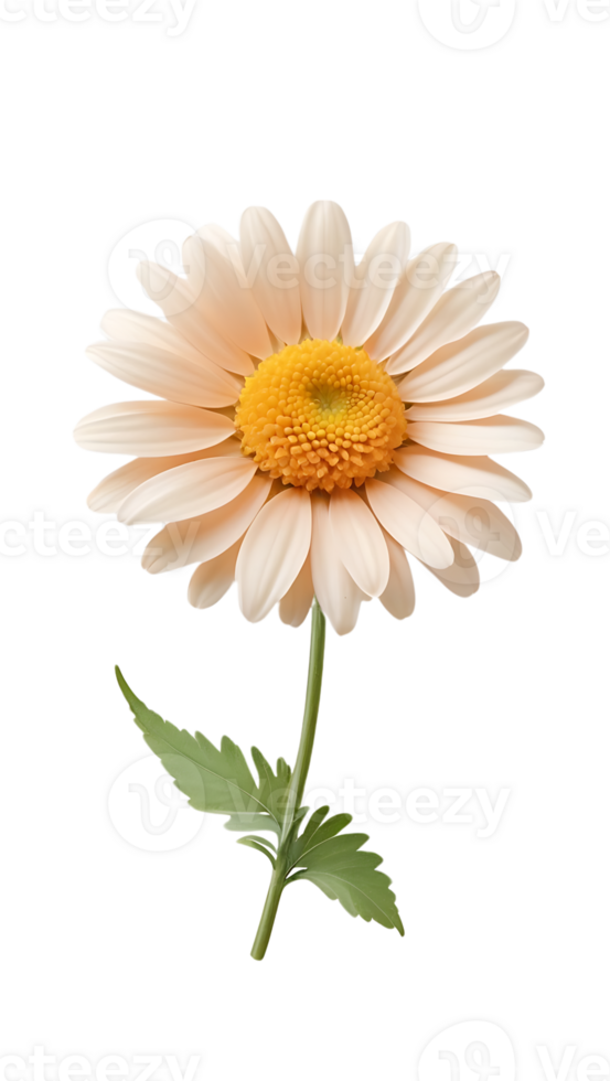 Marguerite fleur sur transparent Contexte png