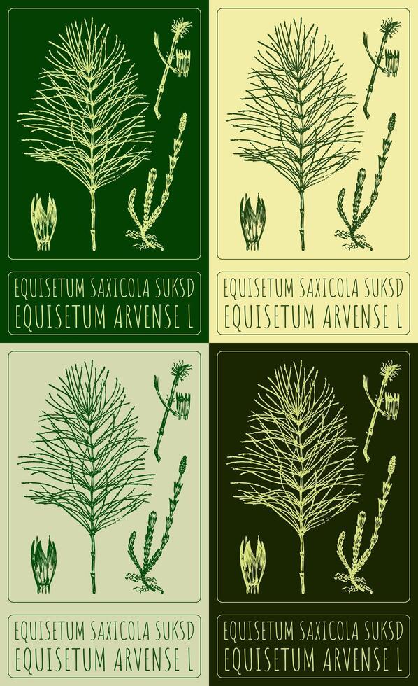 Set of drawing EQUISETUM SAXICOLA SUKSD in various colors. Hand drawn illustration. The Latin name is EQUISETUM ARVENSE L. vector