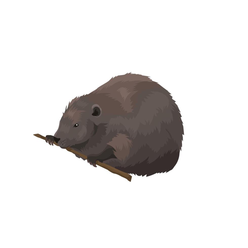 Beaver drawn in realistic style gnaws branch vector