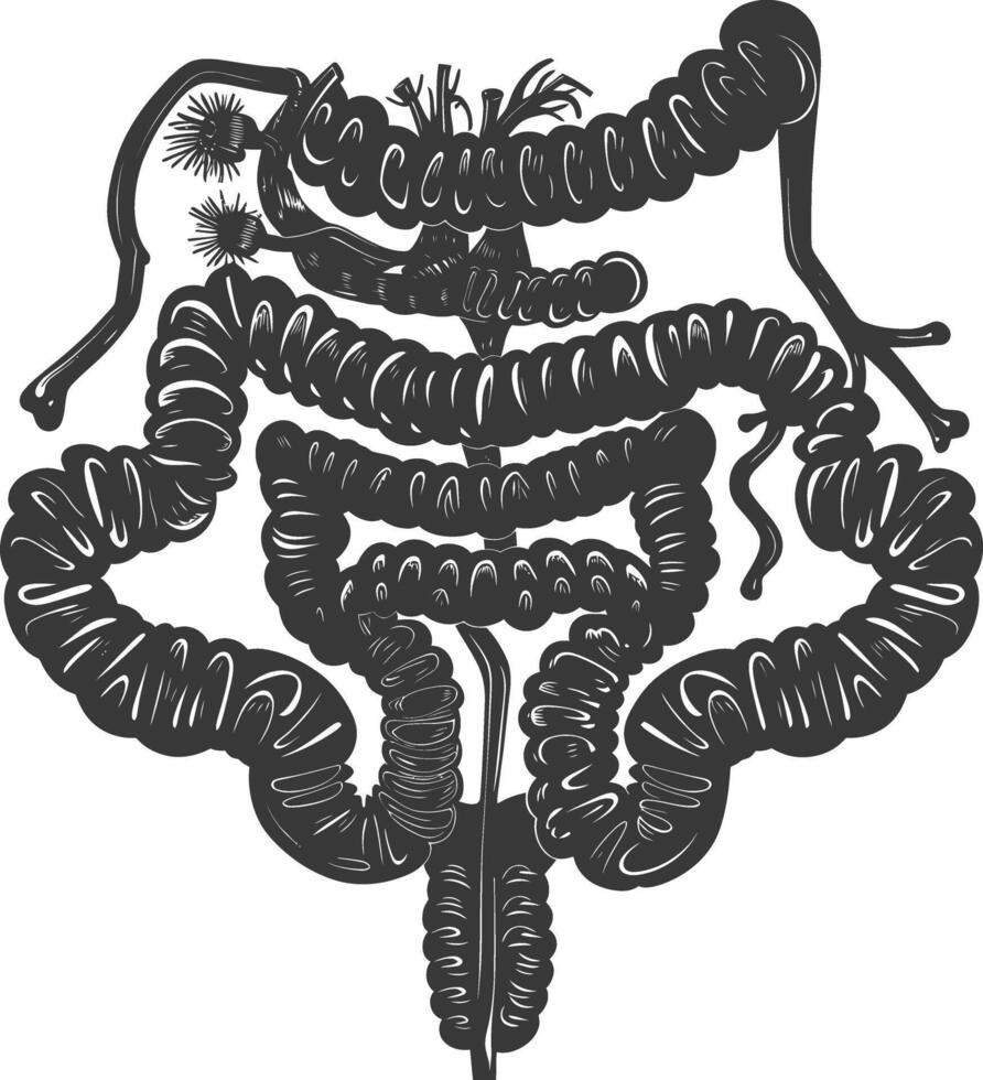 silueta humano intestino negro color solamente vector