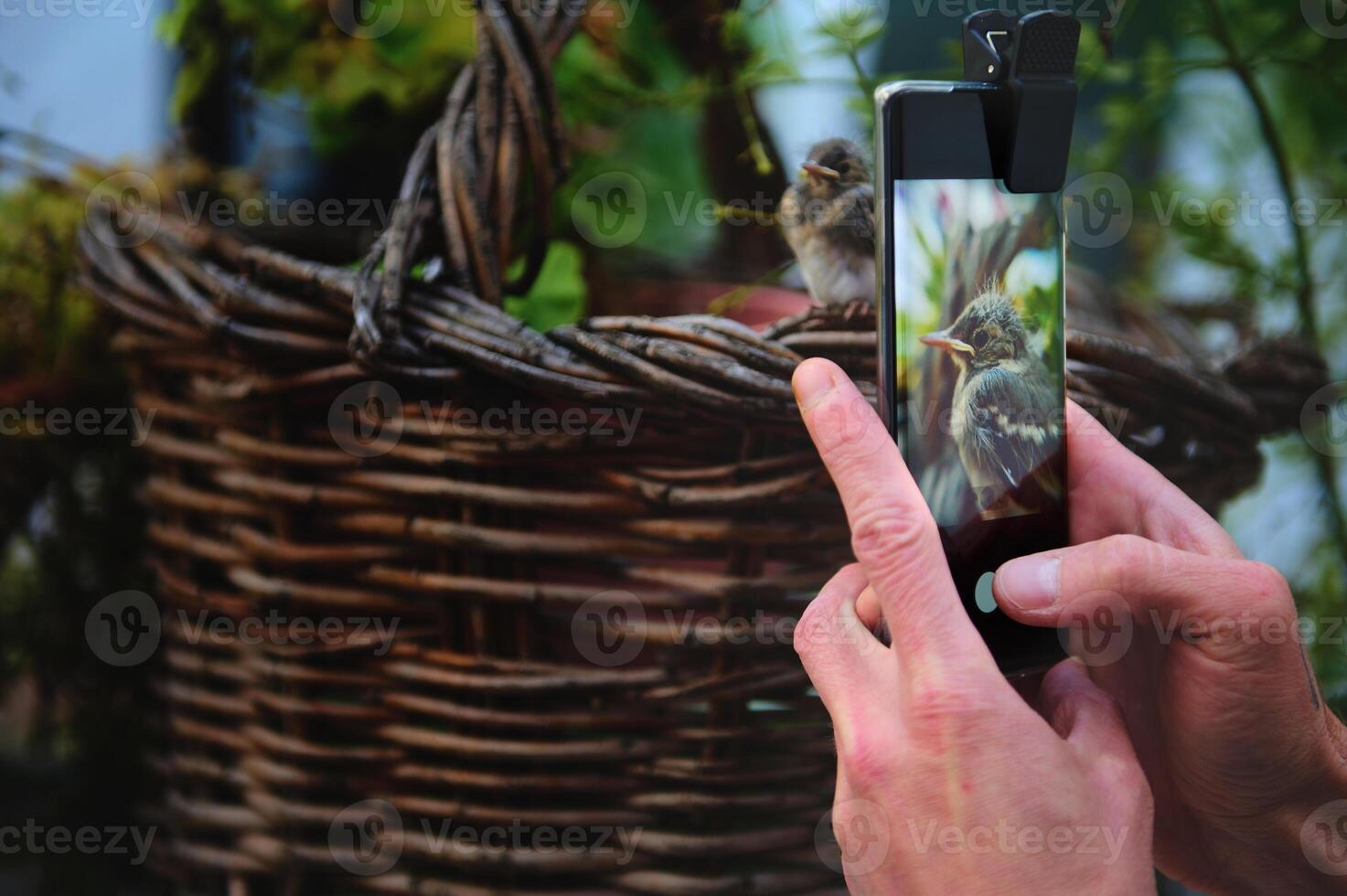 Focus on a photography of a small bird in digital touch screen of a smartphone, being photographed. Selective focus photographer taking picture of baby bird sitting on wicker basket photo