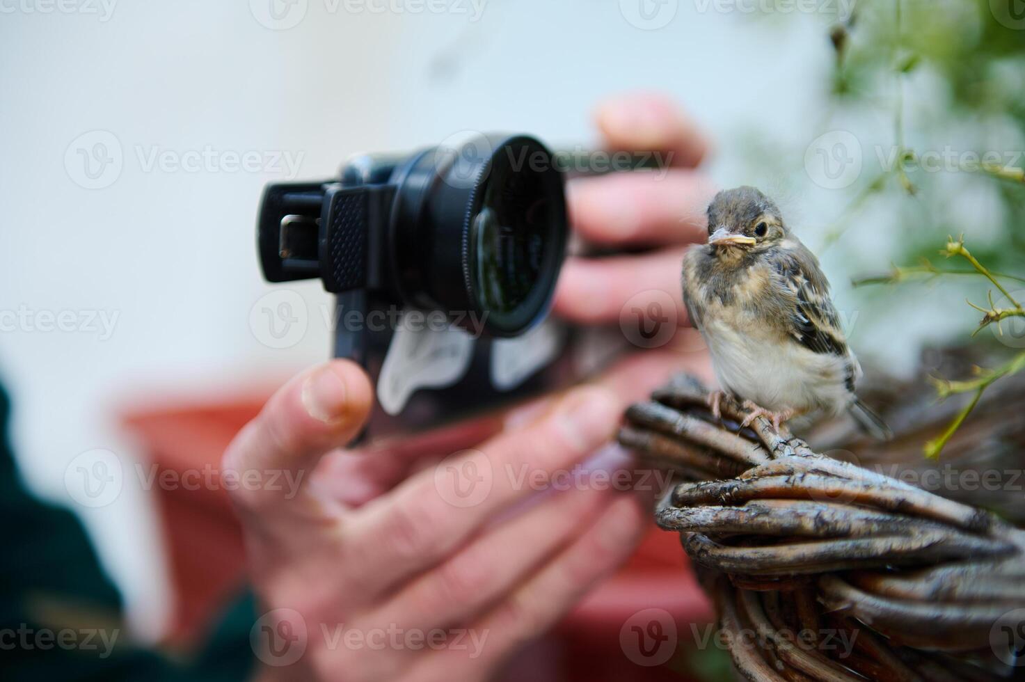 de cerca manos de fotógrafo tomando foto de un pequeño bebé pájaro en su inteligente teléfono con macro lente. pequeño pájaro en el nido siendo fotografiado por un hombre en el naturaleza. animales y aves en salvaje vida