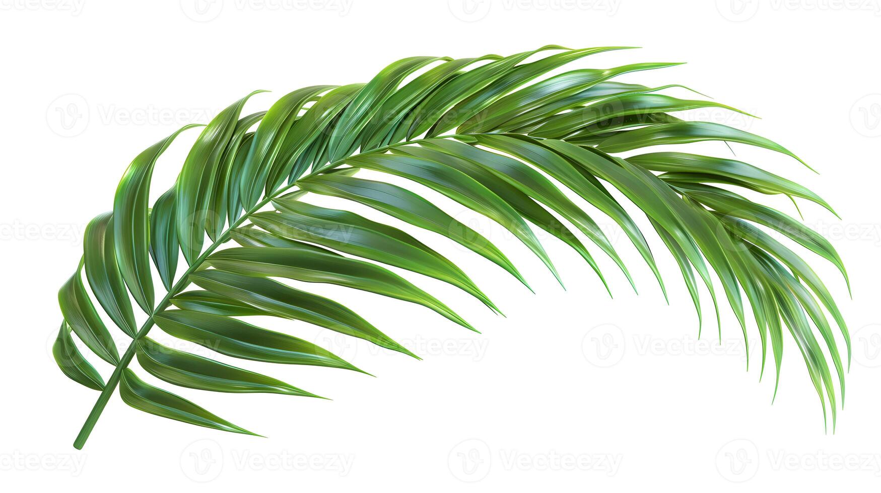 3d Flat cartoon style as Palm leaf isolated on white background concept as A tropical palm leaf isolated on a white background highlighting its long slender fronds and vibrant gree photo