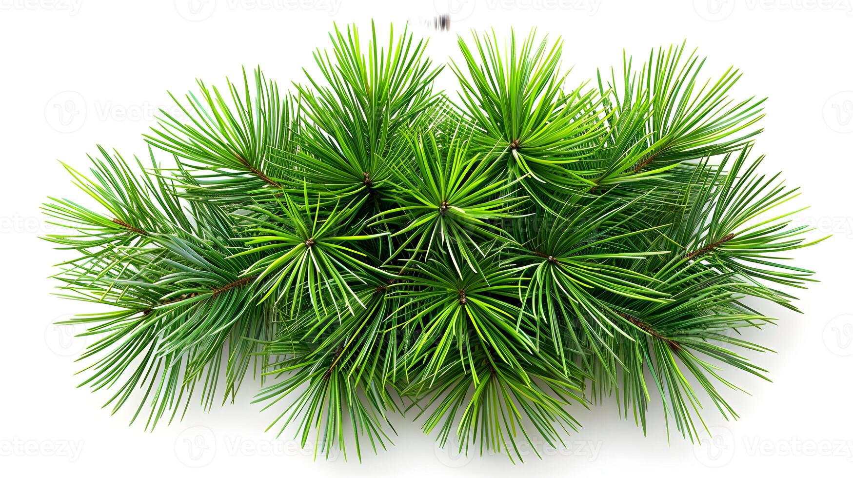 3d Flat cartoon style as Pine needle cluster isolated on white background concept as A cluster of pine needles isolated on a white background highlighting their slender needle like photo