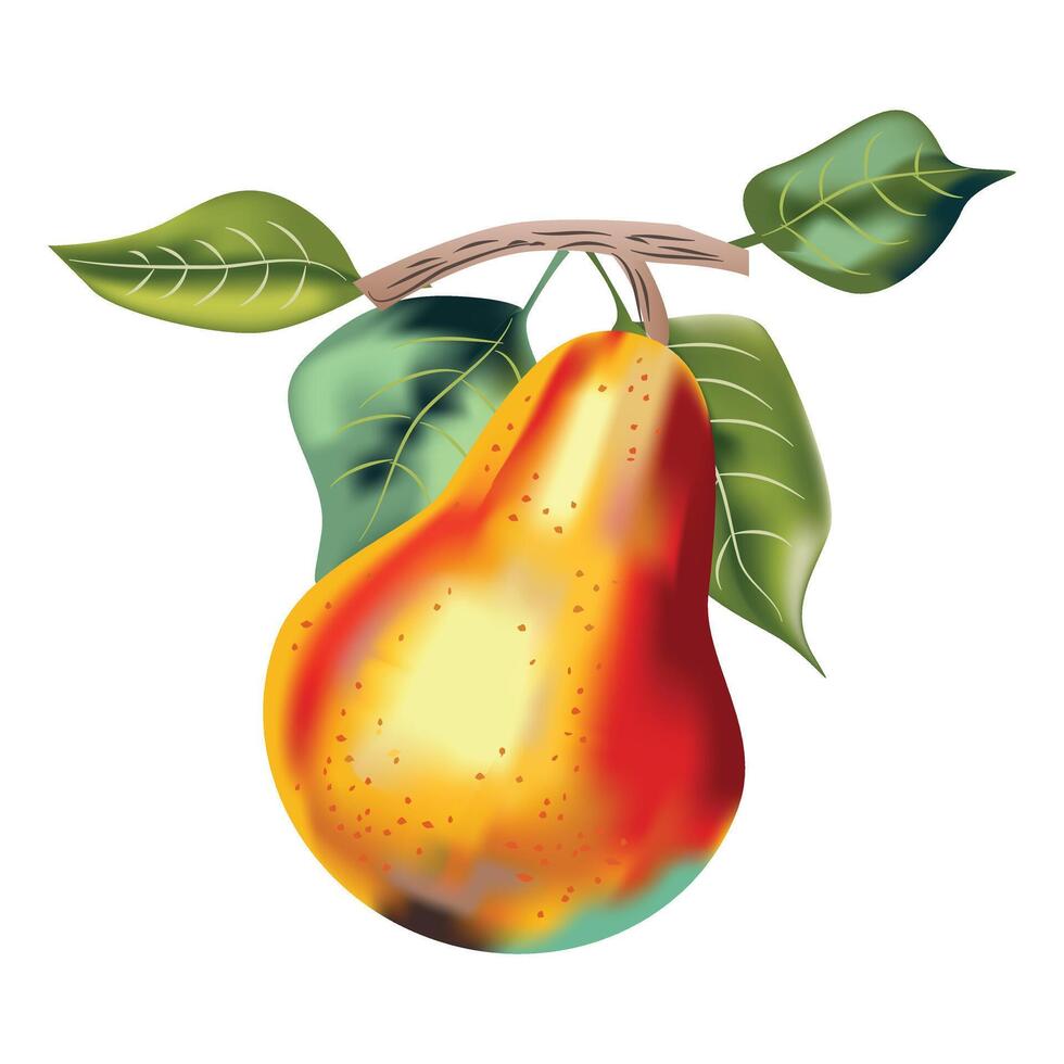 Pear Fruit Illustration vector