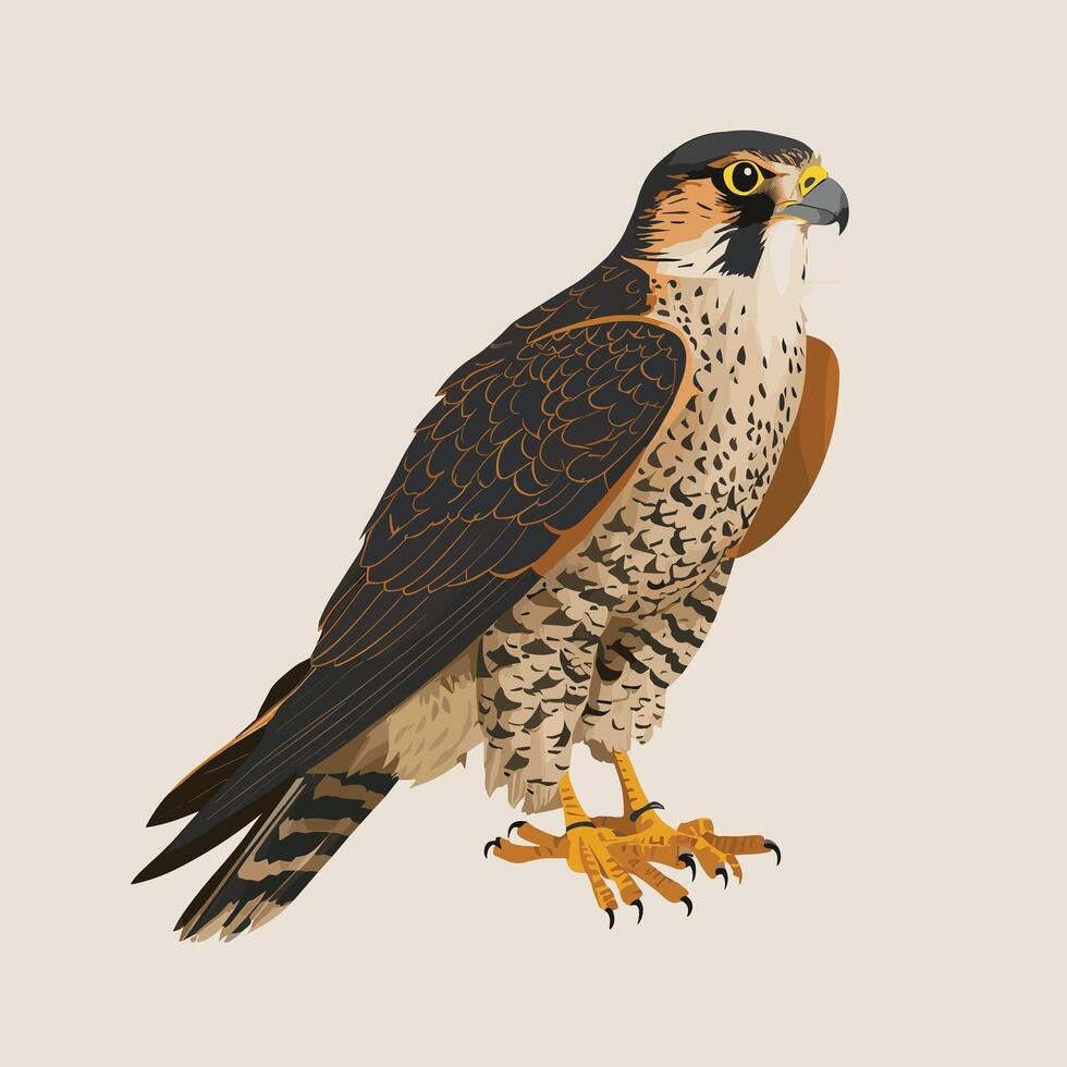 illustration of a falcon. birds isolated on a white background. vector